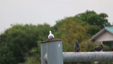 Flocks of wild pigeons and sparrows flitted about in the sky 動画素材 250174159