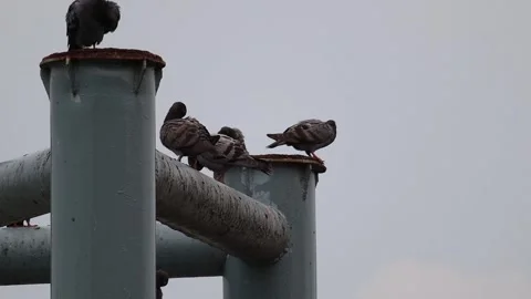 Flocks of wild pigeons and sparrows flitted about in the sky 動画素材 250174161