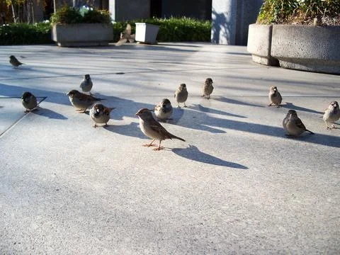 FlockTogether Stock Photos