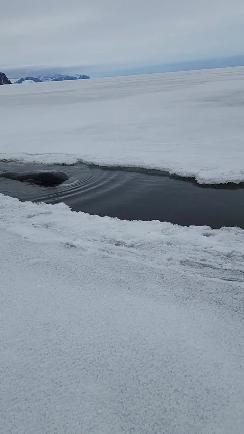 Floe Edge Bowhead Whale Sighting - 12 Jun 2022 Stock Footage 205432472