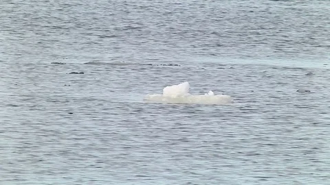 Floe floating on the river in spring Stock Footage 74258039