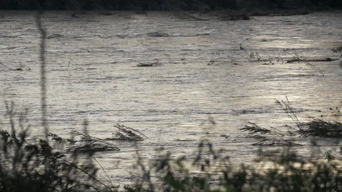 Flood of 30-11-2018 - River Piave - slowmotion Stock Footage 99289861