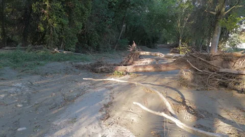 Flood Aftermath in the Park, Uprooted Trees in the Mud Stock Footage 286841918