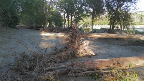 Flood Aftermath at Terra del Sole Riverside Park, Uprooted Trees and Mud Stock Footage 286833330