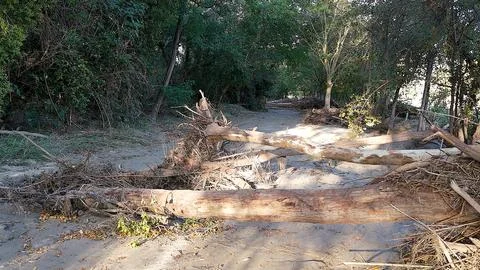 Flood Aftermath, Uprooted Trees in the Mud Stock Photos