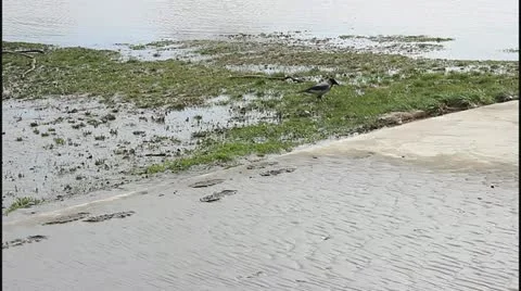 Flood and river Stock Footage 22143816