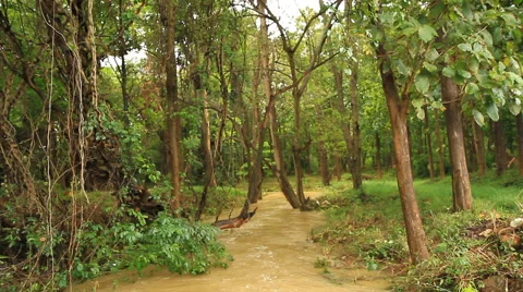 Flood And Trees Stock Footage 41478084