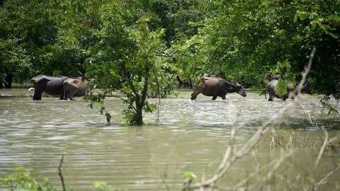 Flood in Assam Video stock 134394382