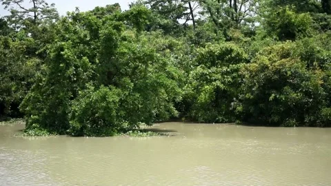 Flood in Assam Video stock 134394539