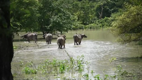 Flood in Assam Video stock 134394647