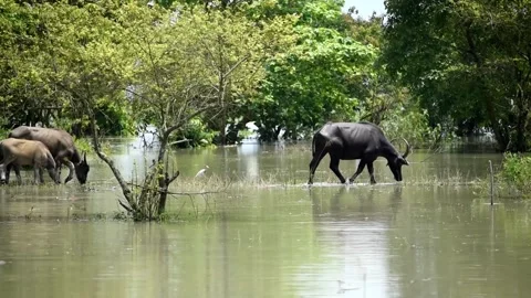 Flood in Assam Video stock 134395897