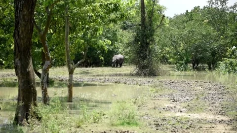 Flood in Assam Video stock 134395990