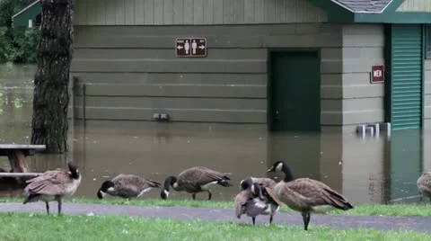 Flood Bathrooms Video stock 10860988