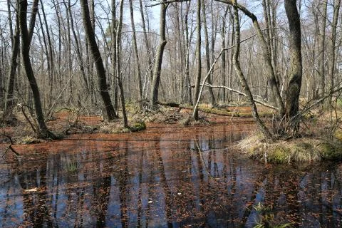 Flood on bog in forest 스톡 사진