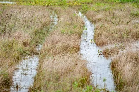 Flood disaster from Tropical storm Causing flooding, Agricultural area is Stock Photos