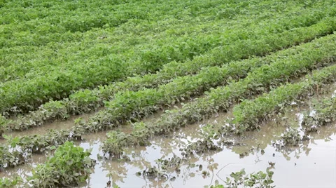 Flood in field Stock Footage 32398020