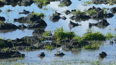 Flood in the field Stock Footage 88025684
