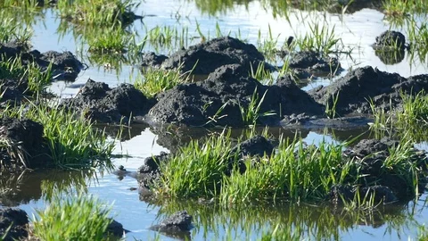Flood in the field Stock Footage 88025806