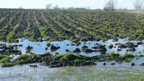 Flood in the field Stock-Footage 88030457