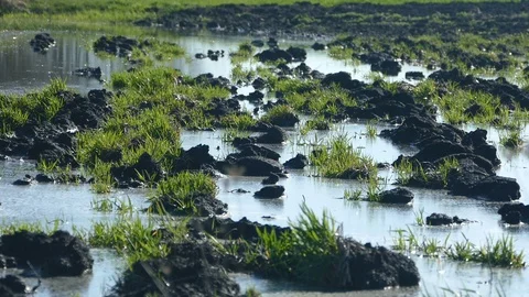 Flood in the field Stock Footage 88037340
