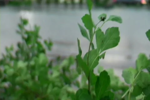 Flood Stock Footage 1075226