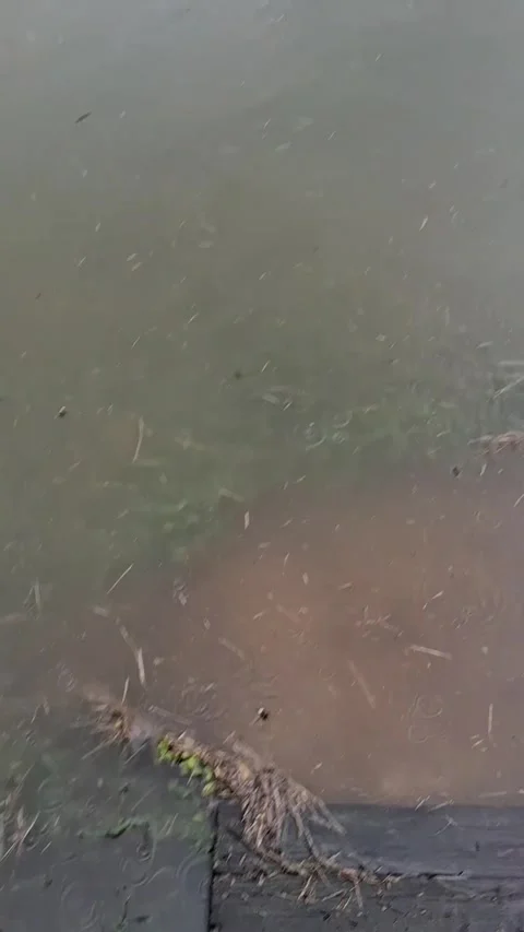 Flood Full of Spiders, West Paducah, Kentucky, USA - 27 Jun 2026 Stock Footage 339739776