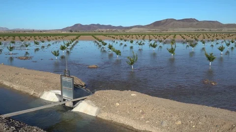 Flood irrigating a newly planted lemon tree orchard - Arizona Vidéo 124128924