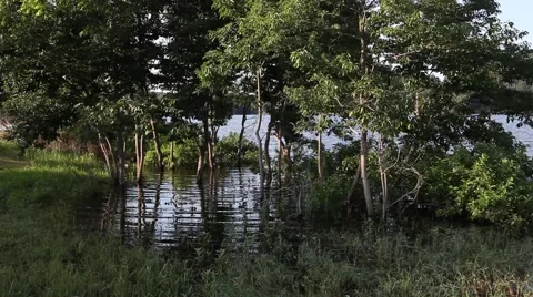 Flood lake under a tree. Vidéo 64085183