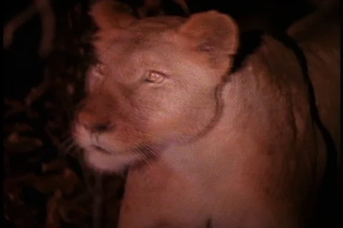 Flood light illuminates the face of a lioness at night. Stock Footage 86752557
