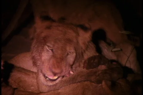 Flood light illuminates a pack of lions feeding on an impala at night. Stock Footage 86752547