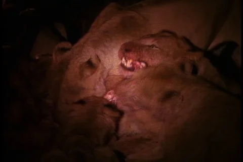 Flood light illuminates a pack of lions feeding on an impala at night. Stock Footage 86752548