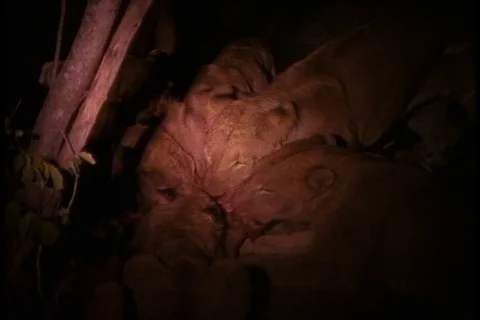 Flood light illuminates a pack of lions feeding on an impala at night. Stock-Footage 86752550