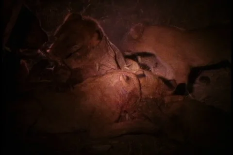 Flood light illuminates a pack of lions feeding on an impala at night. Stock Footage 86752554