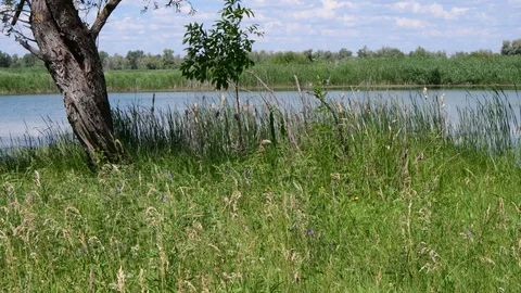 Flood meadow with an old willow tree near the forest lake 動画素材 111031546
