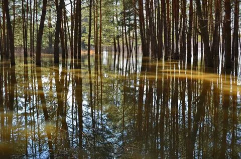 Flood in a pine forest. Stock Photos