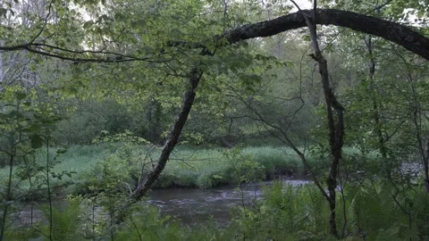 Flood plain forest at dawn, North Eastern North America Stock Footage 336450357
