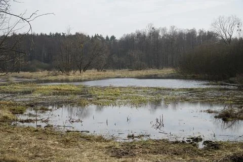 Flood plain on meadow in spring - Kampinos Forest, Poland Stock-Fotos