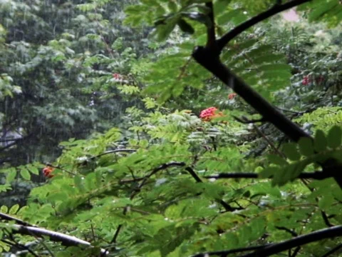 Flood Rain 1 Stock Footage 489908