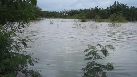 Flood on rice fields Stock Footage 301245313