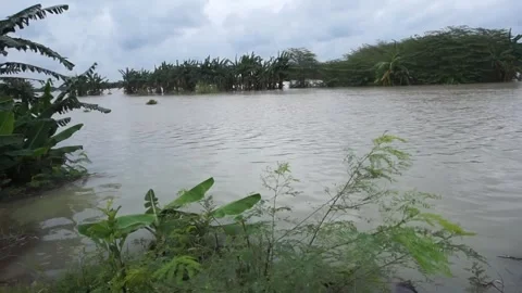 Flood in the rice fields 库存影片 301245318