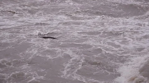 Flood on the river. Floats branch Stock Footage 40676489