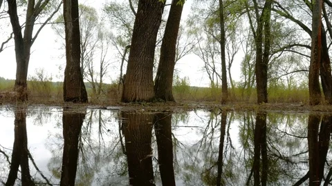 Flood river flow, spilled forest trees Stock Footage
