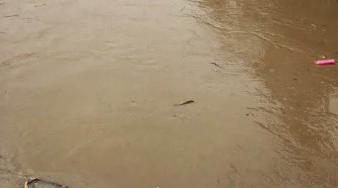 Flood on the river. Flowing water. Stock Footage 36359278