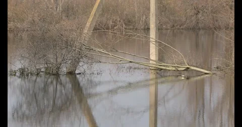 The flood of the river in the spring. Stock Footage 269712829