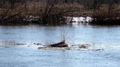 Flood on the river in spring. ice floes float on the river Video stock 270435595