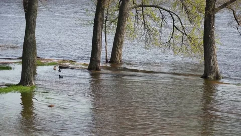 Flood river in spring time. Overflowed river bank in city. 스톡 동영상 239370626