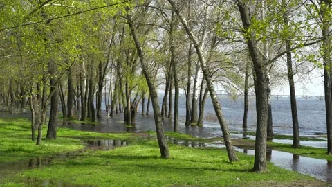 Flood river in spring time. Overflowed river bank in city. 스톡 동영상 239370784