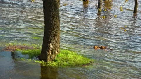 Flood river in spring time. Overflowed river bank in city. 스톡 동영상 239371038