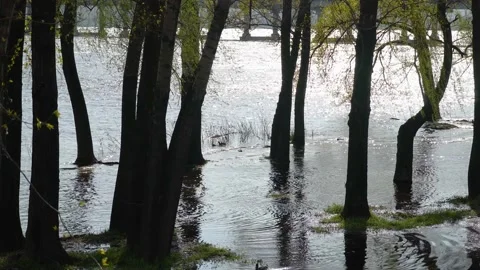 Flood river in spring time. Overflowed river bank in city. 스톡 동영상 239371042