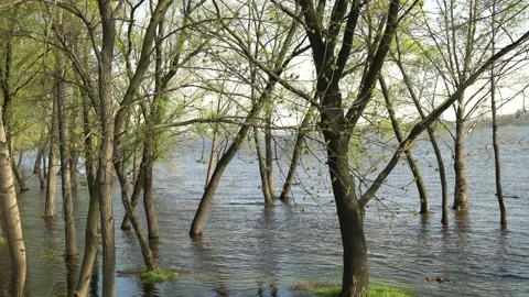 Flood river in spring time. Overflowed river bank in city. 스톡 동영상 239371065